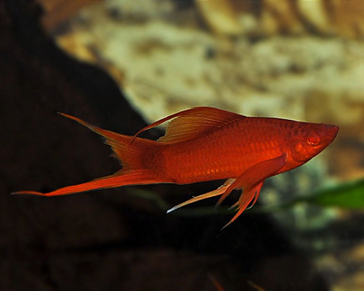 Red Eye Lyretail Swordtail ~ 3cm
